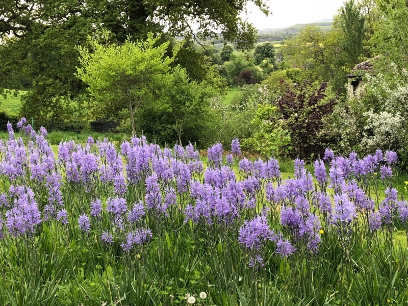 Frog Lane Flower Farm & Netherfields